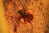 Detailed Fossil Ant (Formicidae) & Spider In Baltic Amber #81808-3